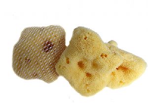 Přírodní mycí mořská houba Jaderská 11-13 cm