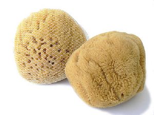 Přírodní mycí mořská houba Karibská 14-15 cm