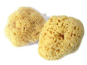 Přírodní mycí mořská houba Žlutá pacifická 12-13 cm